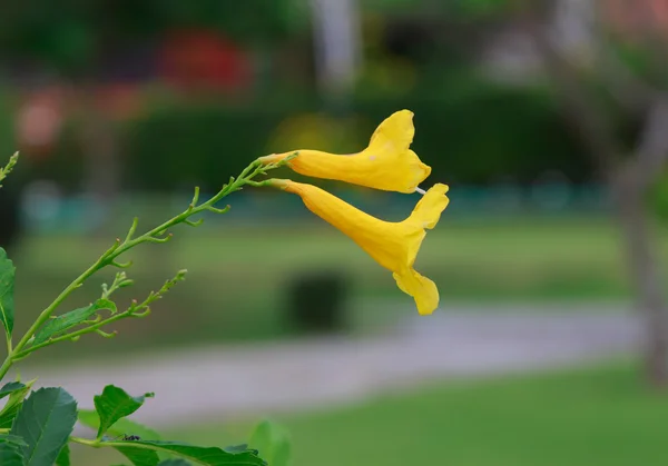 Żółte kwiaty z tło naturalne zielonych liści . — Zdjęcie stockowe