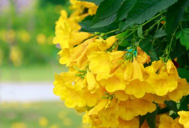 Under yeşil pirinç