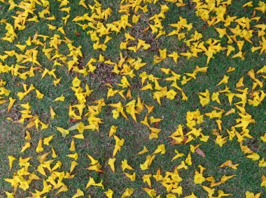 Yellow flowers fall on natural green field .