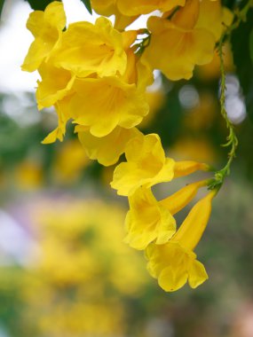 doğal arka plan ile sarı çiçek .