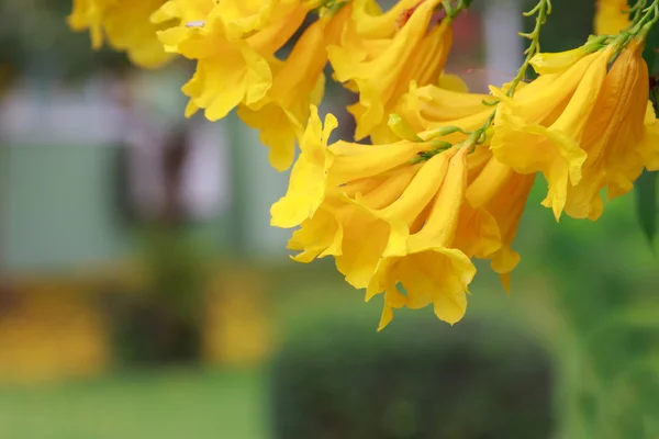 Yellow flowers with natural green leaves background . — Stock Photo, Image