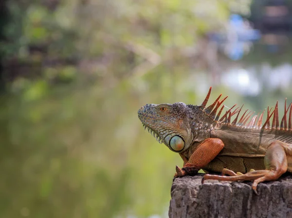 Zbytek leguán drak. — Stock fotografie