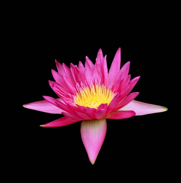 Geïsoleerde roze lotus. — Stockfoto