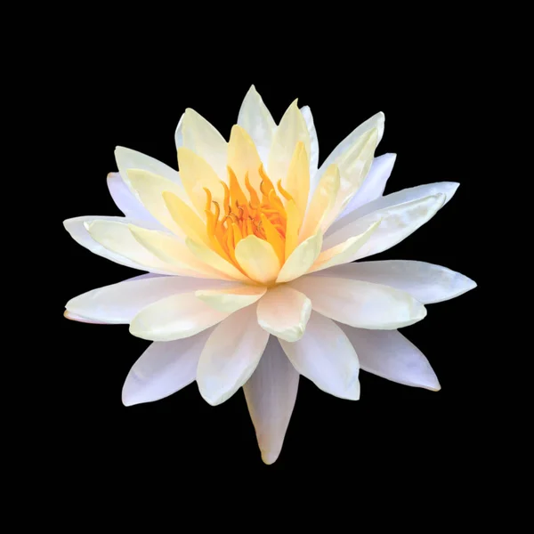 Isolated white lotus. — Stock Photo, Image