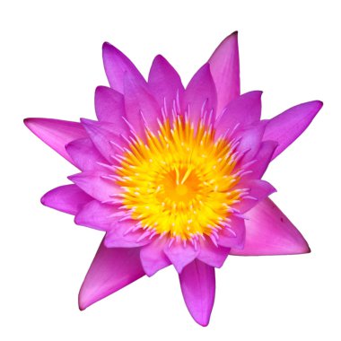 pembe lotus beyaz izole.