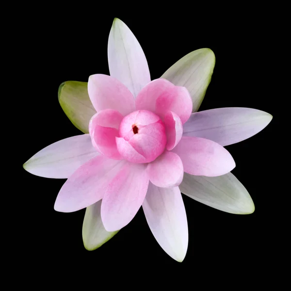 Roze lotus geïsoleerd — Stockfoto