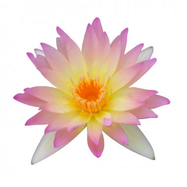pembe lotus izole.