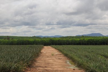toprak yol yeşil kırsal geçer