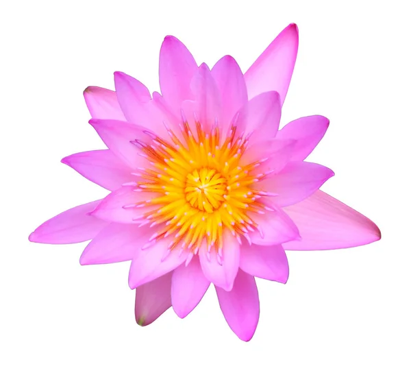 Beautyful roze lotus geïsoleerd. — Stockfoto