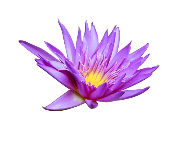 Geïsoleerde paarse lotus — Stockfoto