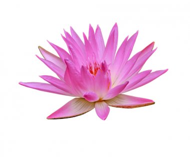 pembe lotus izole