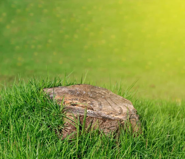Tocón en la hierba verde —  Fotos de Stock