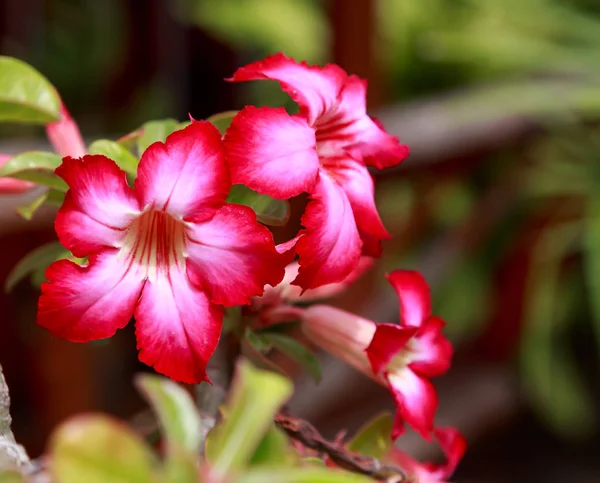 沙漠玫瑰花卉. — 图库照片