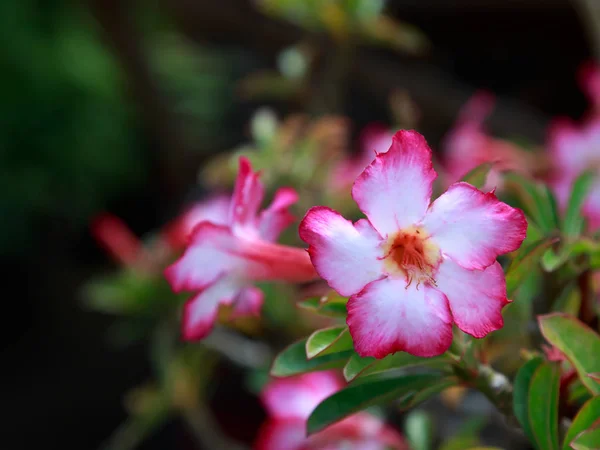 沙漠玫瑰花卉. — 图库照片