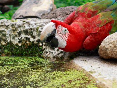 Kırmızı Amerika papağanı içme.