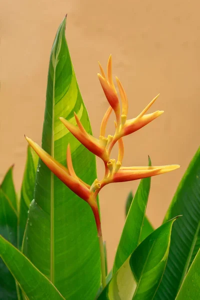 Kwiat Heliconia Golden Torch — Zdjęcie stockowe