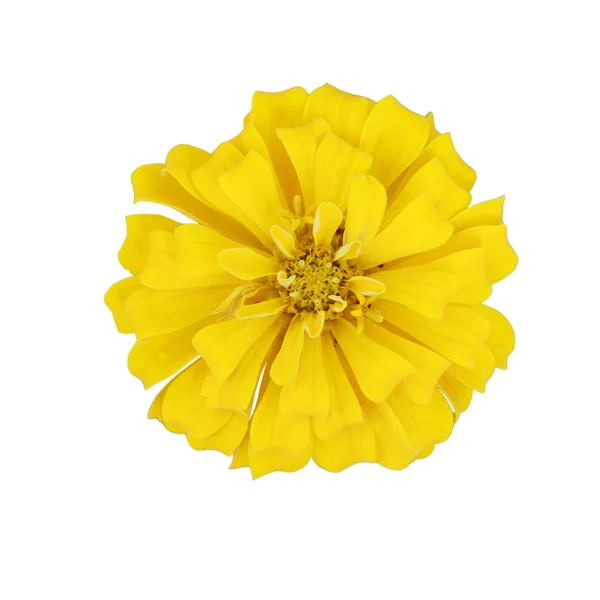 Yellow chrysanthemum flower isolated. — Stock Photo, Image