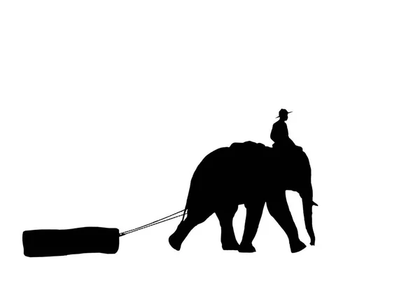 Махаут на слоне . — стоковое фото