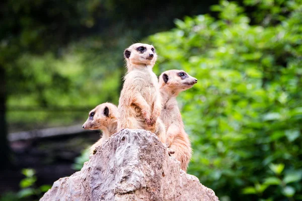 Bir kaya üzerinde üç Meerkat duran