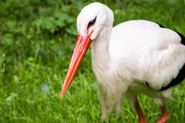 Beyaz leylek yakın çekim