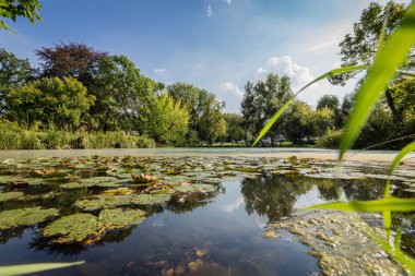 Zambak yastıkları gölet