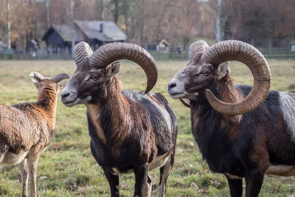 Europese Mouflonson een groene weide — Stockfoto