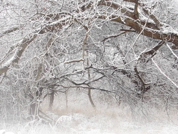 冬季景观树木门 — 图库照片