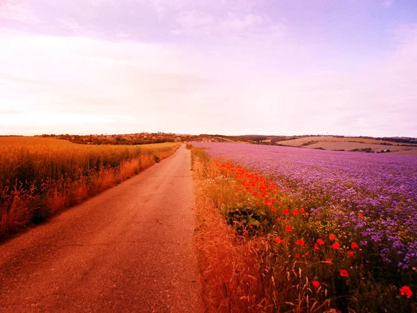 Foto do caminho de verão — Fotografia de Stock