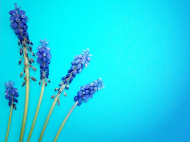 mavi zemin üzerine mavi çiçek