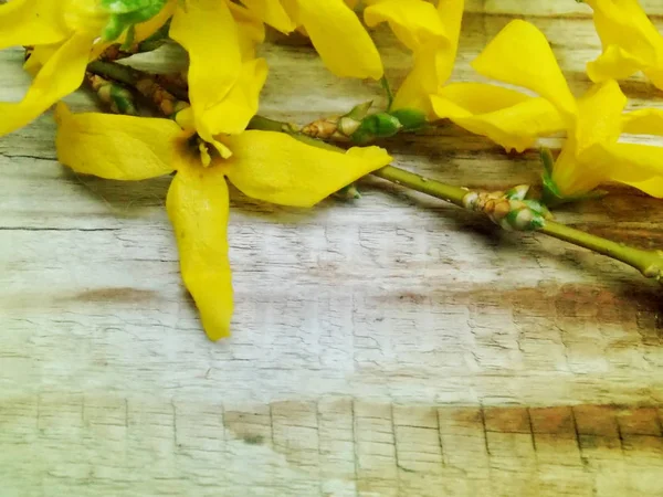 金链花鲜花背景 — 图库照片