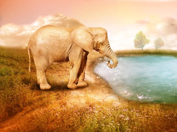 Elefante por lago — Fotografia de Stock