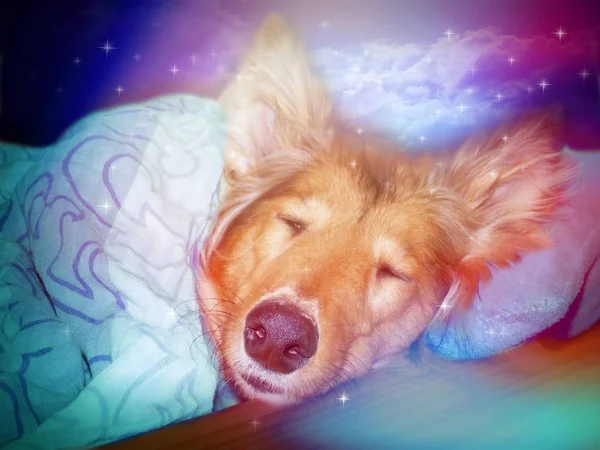 Doux rêves mon chien — Photo
