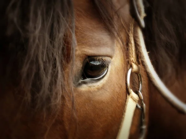 馬の目の詳細 — ストック写真