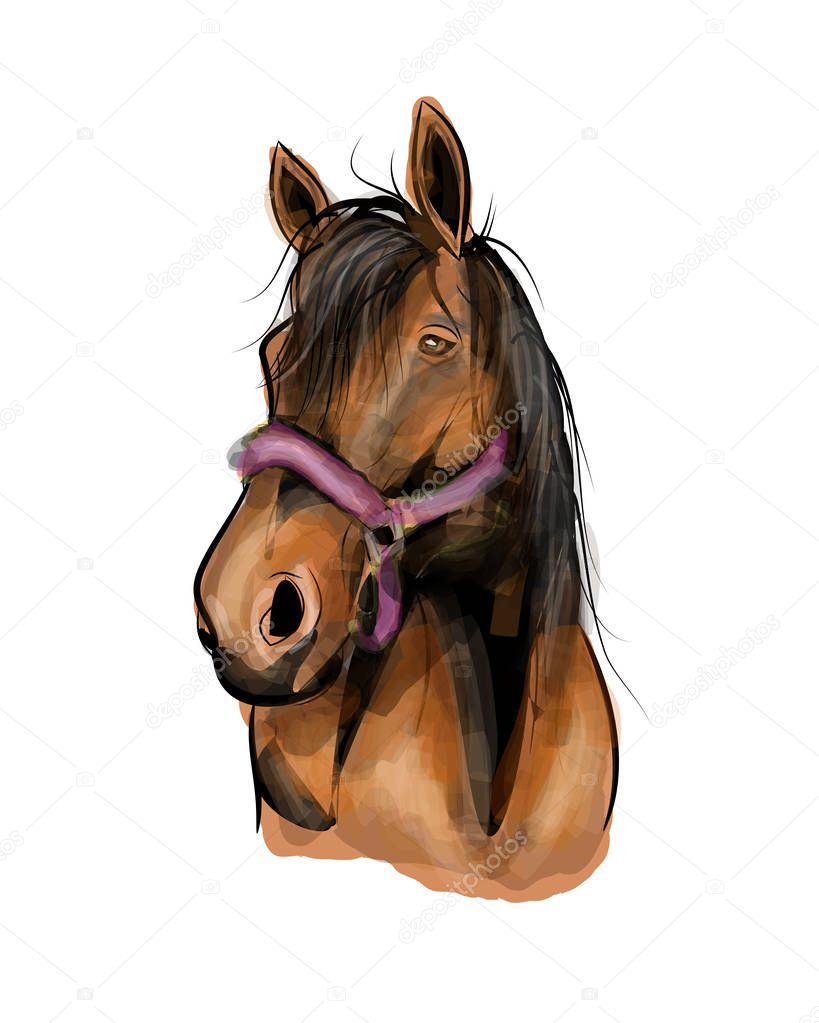 Horse head illustration