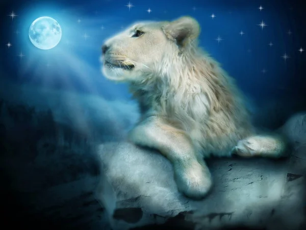 Aslan gece