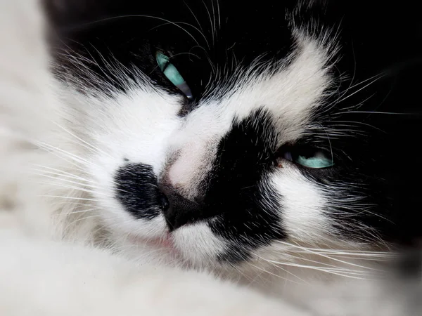 Kočka s modrýma očima — Stock fotografie