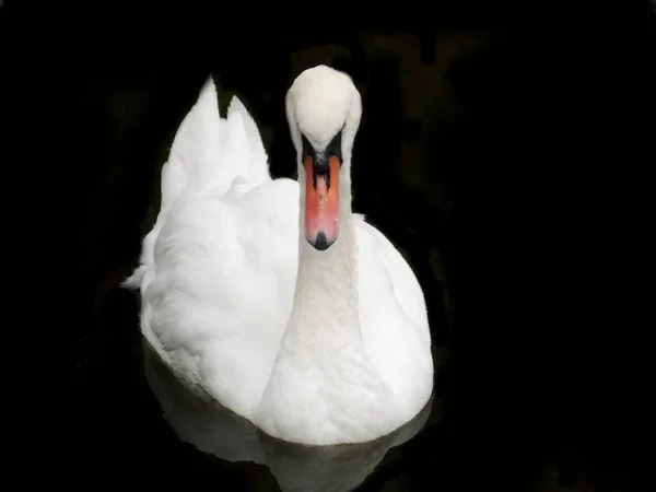 Swan on black — Stock Photo, Image