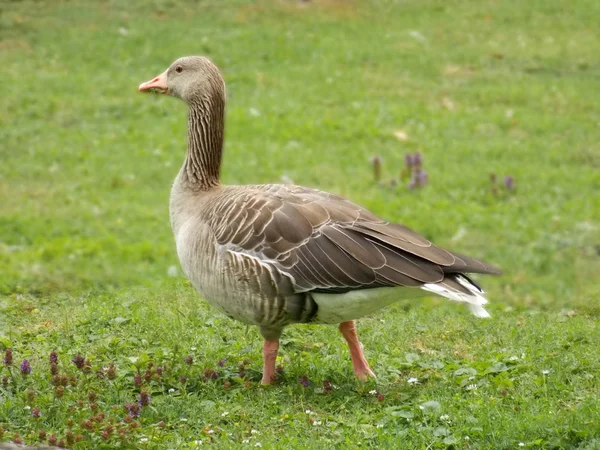 Gans auf Gras — Stockfoto