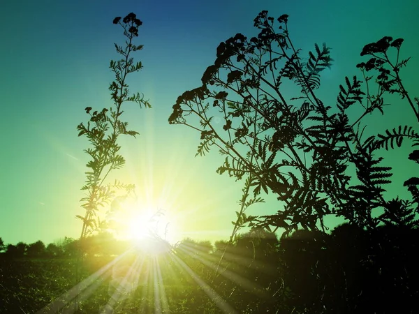 Солнце в траве — стоковое фото