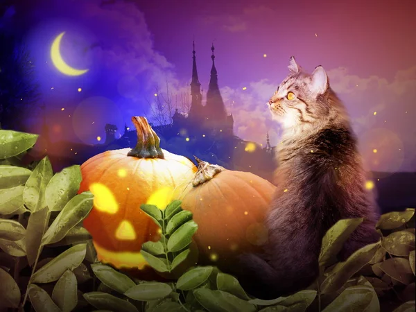 Halloween katt på natten — Stockfoto