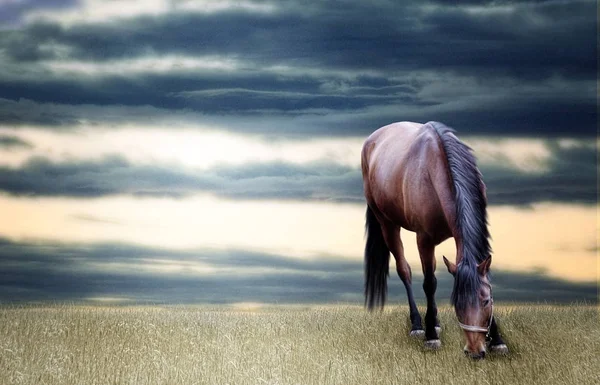 Häst bete foto manipulation — Stockfoto