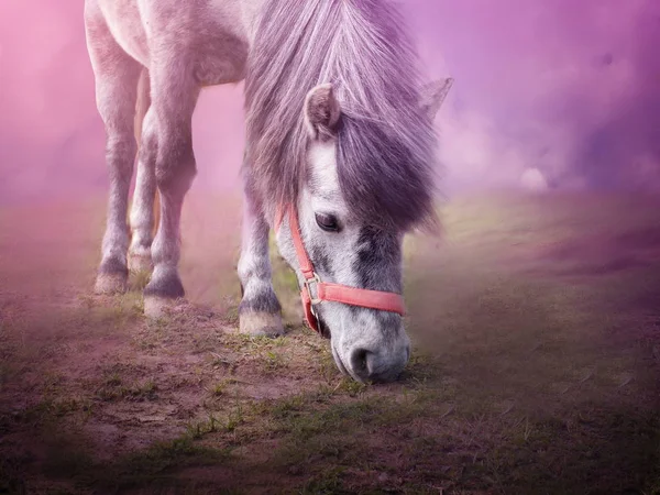 Pony op gras — Stockfoto