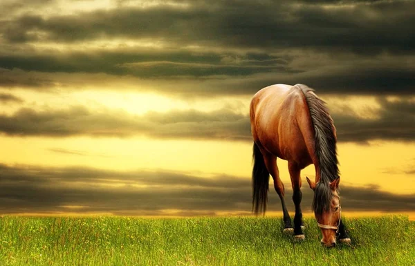 Manipulação de fotos de gramíneas de cavalo — Fotografia de Stock