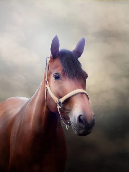 Hästen stående foto — Stockfoto