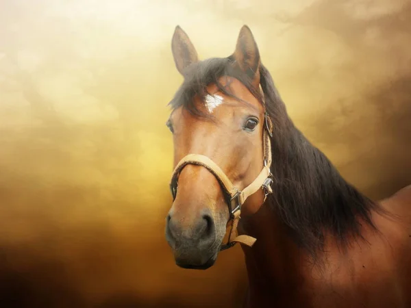 Pferdeporträtfoto — Stockfoto