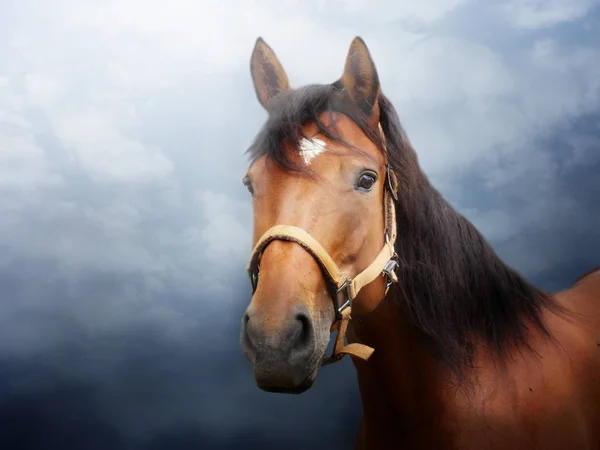 Retrato de cavalo foto — Fotografia de Stock