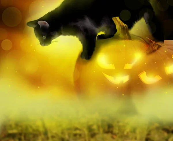 Fundo de Halloween com abóboras e gato — Fotografia de Stock