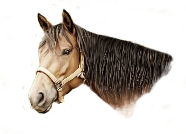 Brown horse portrait — Stock Photo, Image