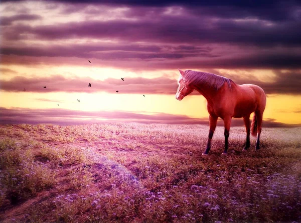 Romantická krajina s koněm — Stock fotografie