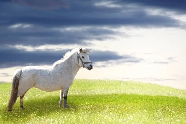 Bílá pony na trávě hill — Stock fotografie